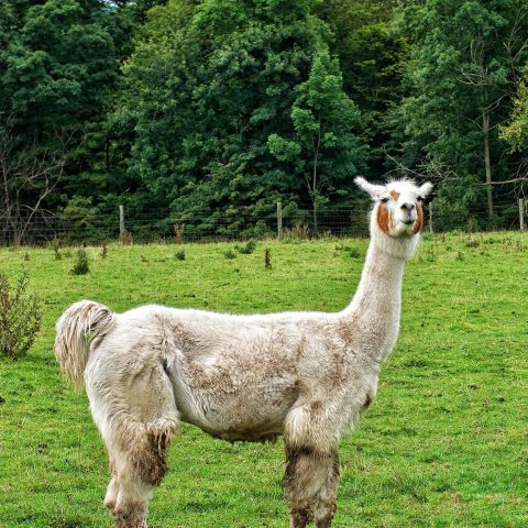 Lama auf grüner Wiese vor Wald Kulisse