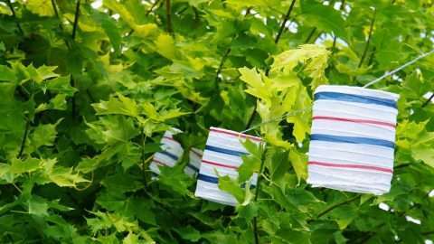 Weiß, rot und blau gestreifte Lampions zwischen grünen Blättern